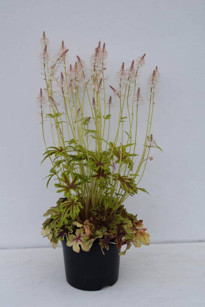 Tiarella 'Iron Butterfly' ® ---